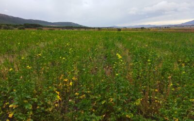 En busca de semillas nativas para la restauración: alpacas en dehesas y cereales ecológicos