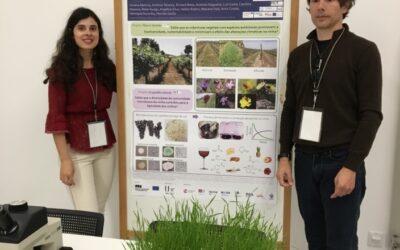 Biodiversity in the vineyard, from plants, to micro-organisms