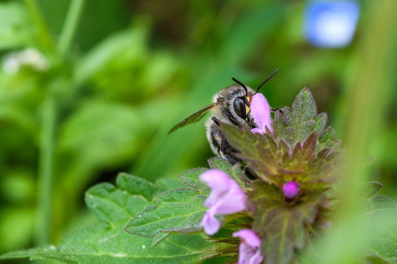 La importancia de las semillas nativas para la biodiversidad ...